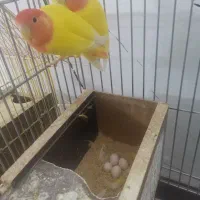 جفت کوتوله اوپال کارداده|پرنده|یزد, |دیوار