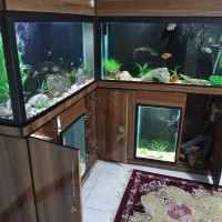 فروش آکواریوم|ماهی|یزد, |دیوار