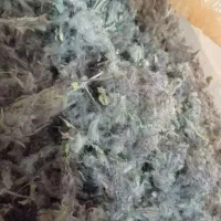 آویشن کوهی وچای کوهی