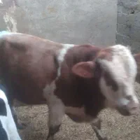 دوراس  گوساله نر سیمینتال سرخ وهولیشتان