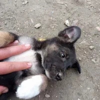 سگ مالینویز|سگ|بهشهر, |دیوار