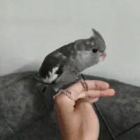 عروس هلندی وایت فیس