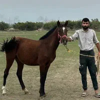 کره مادیان ۱۶ ماهه