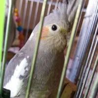 فروش فوری 1 عدد عروس هلندی به علت نبود مکان