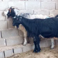 2راس بزترکی جوان آبستن سنگین