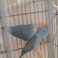 یک جفت پروتلت آبی کاربونی