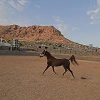 به دلیل کمبود وقت واگذار میشود