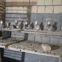 طوقی کرمانشاهی