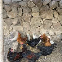 ۸ عدد مرغ تخچه ۳ عدد خروس درشت و سالم واکسن خورده