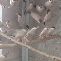 فروش ۴۰جفت فنج نرگسی شکلاتی|پرنده|ری, صالح آباد جنوبی (باغ رضوان)|دیوار