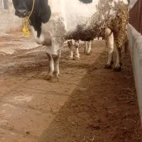 گاو هلشتاین|حیوانات مزرعه|ماهنشان, |دیوار