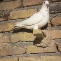 کبوتر پرشی. زرد .سار .سفید.|پرنده|مشهد, شهید احمدی روشن|دیوار