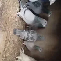 ....|پرنده|هامون, |دیوار