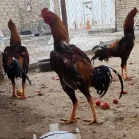 خروس لاری
