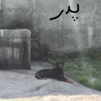 پیش فروش توله رتوایلر