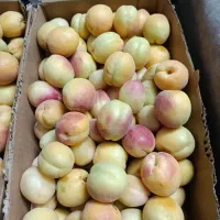 زردآلو شیرین و درشت