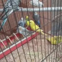 مرغ عشق دونخور یا مغولوف ده عدد|پرنده|قم, قلعه عموحسین|دیوار