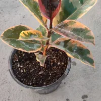 جا از شما کار از ما