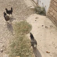 جوجه مرغ محلی