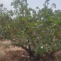 باغ پسته کله قوچی وفندقی در بهجت اباد امین