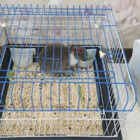 خرگوش|موش و خرگوش|اهواز, کیان اباد|دیوار