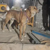 واگذاری سگ|سگ|مشهد, امیریه|دیوار