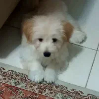 سگ شیتزو نر|سگ|ماهدشت, |دیوار