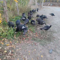 بوقلمون کاملا طبیعی و اورگانیک|حیوانات مزرعه|مشگین شهر, |دیوار