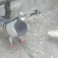 کبوتر پلاکی|پرنده|مرودشت, ژیان|دیوار