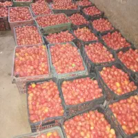 گوجه فرهنگی