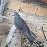 لوت و گرگی سبز