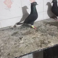 گوریه|پرنده|شوشتر, |دیوار