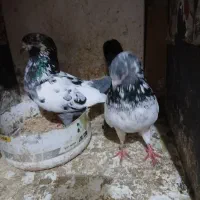 کبوترجفت