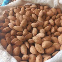 بادام و بادام سنگی