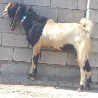 بعده ی رون|حیوانات مزرعه|شوشتر, |دیوار