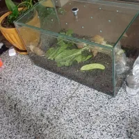 حلزون|خزنده|بندرعباس, |دیوار