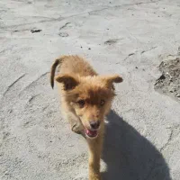 واگذاری میکس ژرمن ، هاسکی