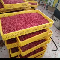 دونه کردن زرشک با دستگاه تمام اتومات لیزری