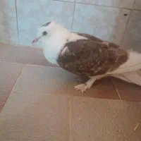 کفتر پاپر و کاکلی|پرنده|تربت‌حیدریه, تپه ننه حجی|دیوار