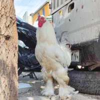 خروس برهما و مرغ مادر با جوجه همه باهم