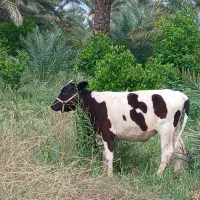 گاو و گوساله