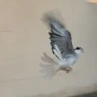 نر دمگیر گلین کاکلی دوبحر+قفس چوبی