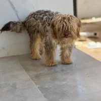 سگ خونگی