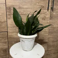 گل های زینتی اپارتمانی|گل و گیاه طبیعی|لاهیجان, شهرک جانبازان|دیوار