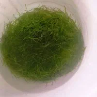 فروش گیاه گوپی گرس|ماهی|خرمآباد, |دیوار