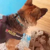 سگ ژرمن شوالین