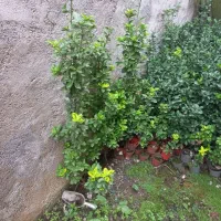 فروش شمشاد|گل و گیاه طبیعی|کومله, |دیوار