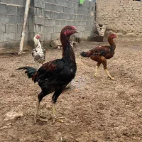 خروس لاری|حیوانات مزرعه|گرمخان, |دیوار