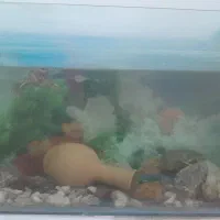 آکواریوم با امکانات