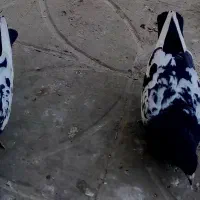 کفتر سینه ای  مفت گذاشتم  خریدار نیستی تماس نگیر